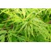 Японски клен (palmatum dissectum "Viridis")
